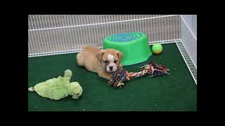 Meet Ares the Beabull Puppy!