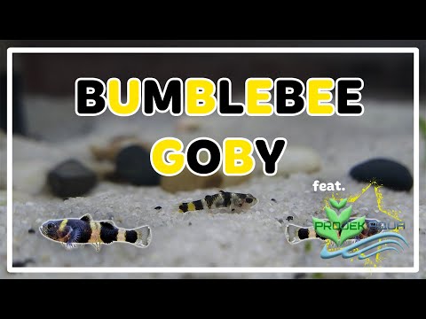 Video: Péče o sladkovodní čmelák Goby