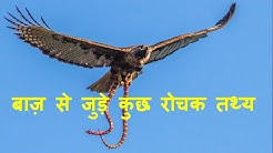 बाज़ से जुड़े कुछ रोचक तथ्य || Eagle Interesting Facts In Hindi