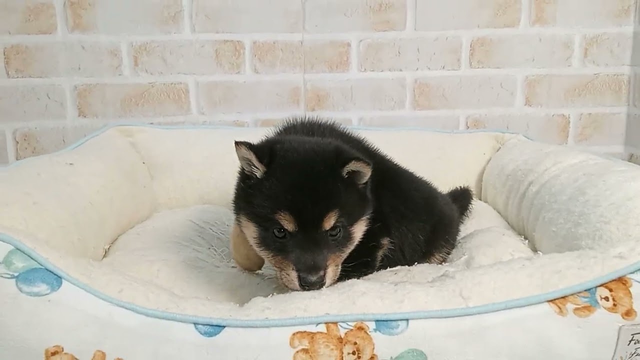 745827 豆柴 - YouTube