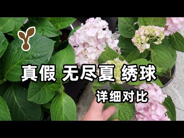 种花新手必看 教你如何辨别真假无尽夏绣球花超详细的视频对比 Youtube