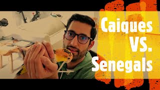 Comparing Senegal and Caique Parrot’s