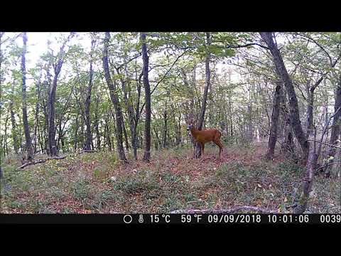 ფოტომახე , შველი 09 09 2018
