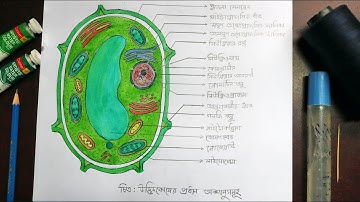 Plant Cell. Class-9 Biology assignment (9th week).