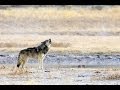 Incredible Close Encounter with Wolves