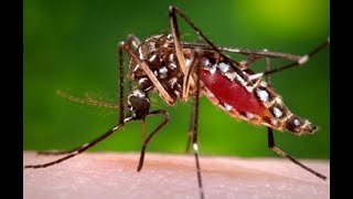 "Mosquito Menace: What You Need to Know"