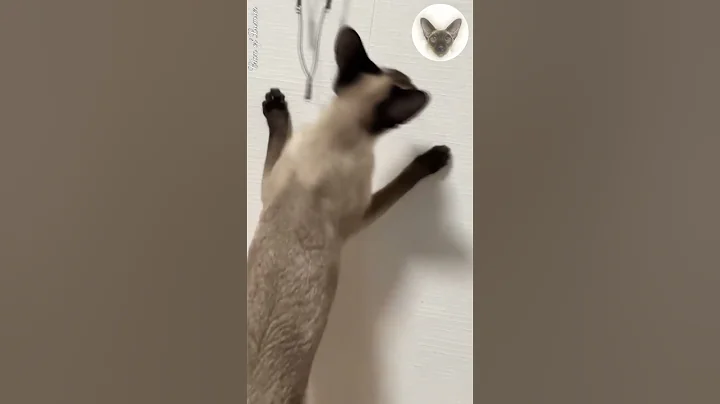 Video 4911671: oriental cats, long cat, long live, cat family