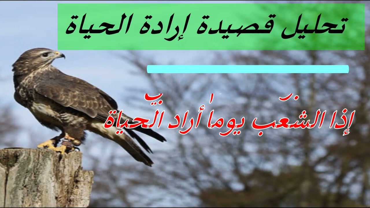 شرح قصائد ابو القاسم الشابي اذا الشعب يوما أراد الحياة - روائع الشعر الفصيح - بصوت وهاج مصطفى