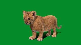 Asiatic Lion Cub Animals  Endangered by Nyilonelycompany 191 views 1 month ago 41 seconds