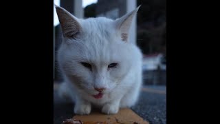 漁港の白猫ちゃん、食事中でした。The white cat in the fishing port was eating. #Shorts