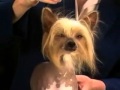 Chinese Crested Breed Standard [Part 2 of 5] の動画、YouTube動画。