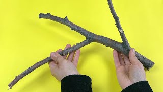 картинка: Сухие ветки — золотая жила! Садовник открыл мне этот секрет сухих веток.