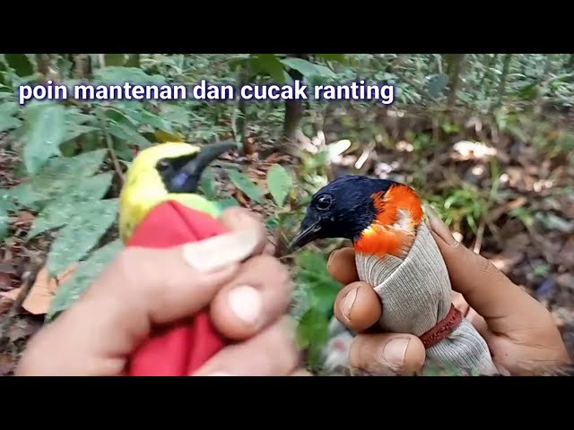 MIKAT DIHUTAN SUMATERA..POIN CUCAK RANTING DAN MANTENAN class=