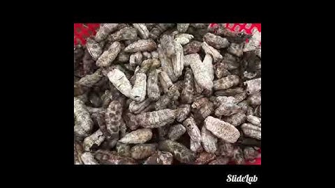 Bách bệnh tiêu tan nhờ hạt chuối cô đơn 0938813188 khoa zalo viber