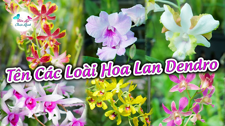 Có bao nhiêu loài hoa phong lan năm 2024