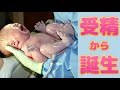 受精から誕生までを見て、あなたは何を感じますか？