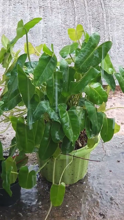 Hujan pagi hari enaknya ngopi..