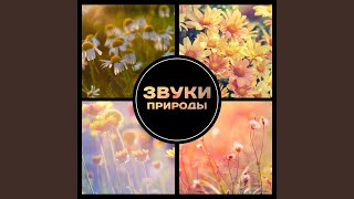 Дождливая ночь - Звуки природы академия
