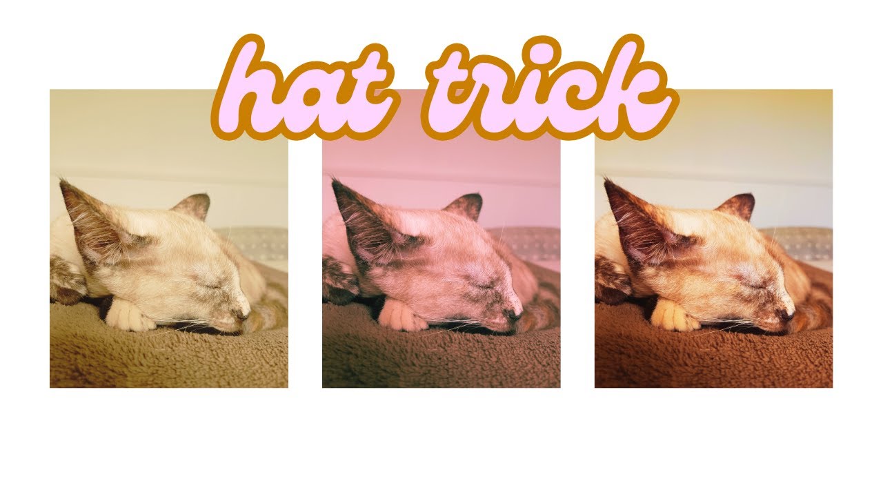 The Dynamic Duo - Dog and Cat Lo-fi Edition