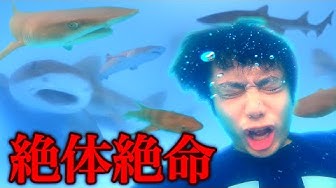 サメ Youtube