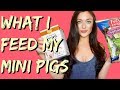Mini Pig Diet - What To Feed Your Pet Pig