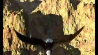 Eagle Cry