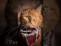 Pumpkin S Daily Routine Womensministry Christiancontentcreator Americanredtabby