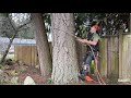 Big Fir tree removal, climb and chunk down . Part.1