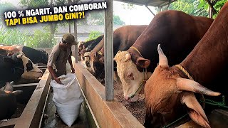 Modern Cattle Farming ❗Save Time & Energy, Raise Hundreds of Cattle Without Grassing, and Comboran