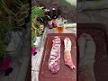 Бараньи ребрышки BBQ #блогзолотого #рецепты