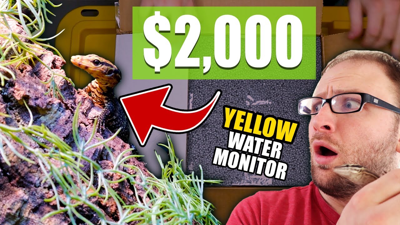Unboxing $2000 Monitor Lizard! Can Grow To 8 FEET LONG!