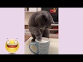 「絶対に笑う」あり得ないことをする犬★おもしろい犬のハプニング, 失敗画像集 #36