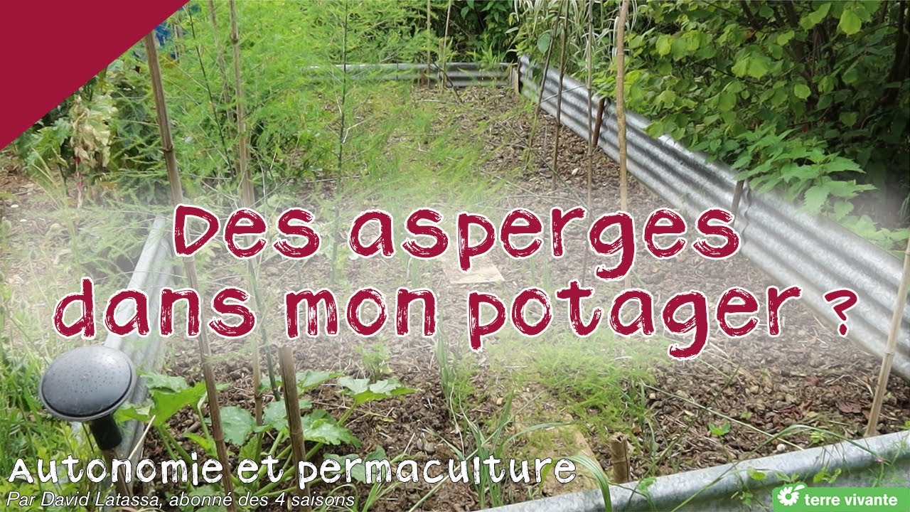 La culture de l'asperge : plantation, entretien et récolte - Autonomie et permaculture avec David