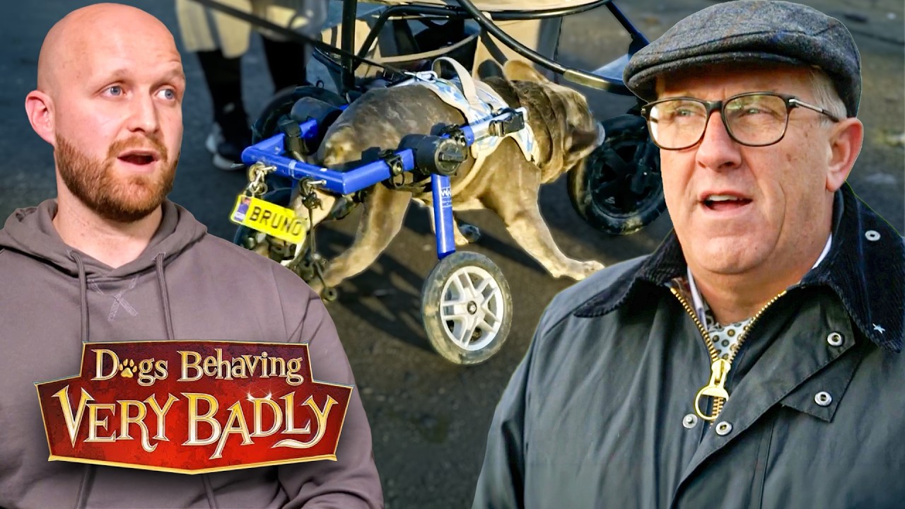 "Hell on Wheels" - The Frenchie Attacking His Own Mobility Buggy