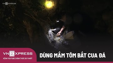 Dùng Mắm Tôm Bắt Cua Đá | VnExpress