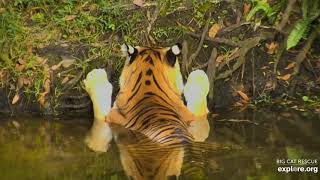 Keep those paws dry! Dutchess tiger at Big Cat Rescue.