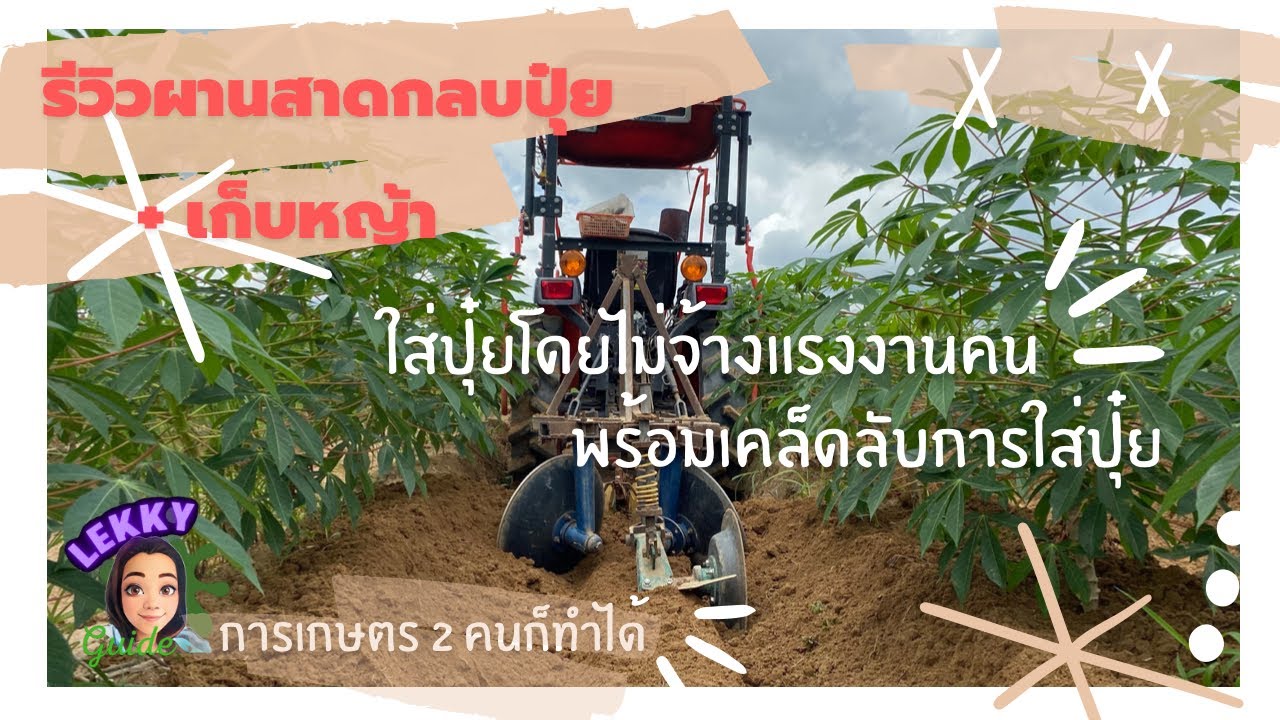 รีวิวผานสาดกลบปุ๋ย + เก็บหญ้า พร้อมบอกเคล็ดลับการใส่ปุ๋ยมันให้ได้ผลดีเยี่ยม