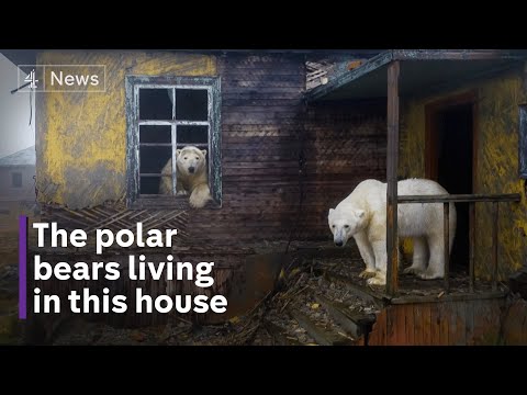 Polar bears to sea lions: Stories behind the camera from Wildlife Photographer of the Year