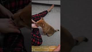 Basic Clicker Training for 9 week old Shiba Inu puppy