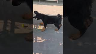HOW GERMAN SHEPHERD PUP REACTS ON STRANGE THINGS? ....Guest Post