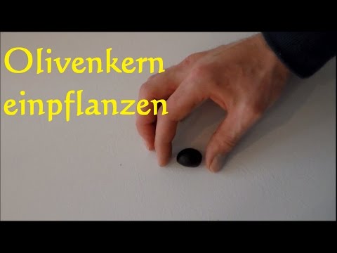 Video: Wie Man Einen Olivenbaum Anbaut