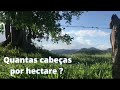 Quantas cabeças de gado por hectare ?