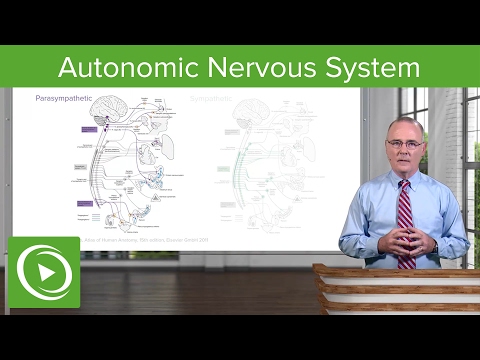 Autonomic Nervous System (ANS) – Brain & Nervous System | Lecturio