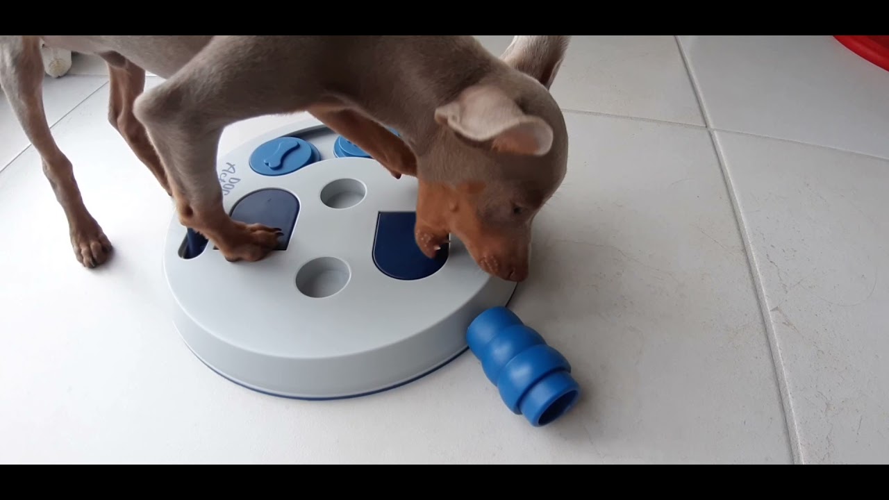 Prague Ratter with his first intelligence toy | Prague Ratter - YouTube