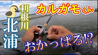 【バス釣り】カルガモくん利根川・北浦あたりをおかっぱる！再投稿【スピナベ・クランク】