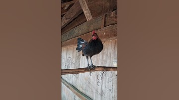 gà rừng tơ cực đẹp.qaib qus zoo nkauj