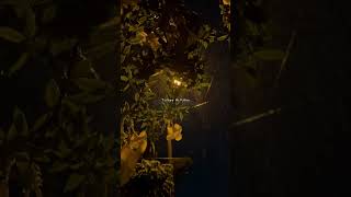 Jaavedaan Hai Lofi | Aesthetic Music Edit|1920 #shorts #shortvideo #fypシ #foryou #lyrics #lyricvideo