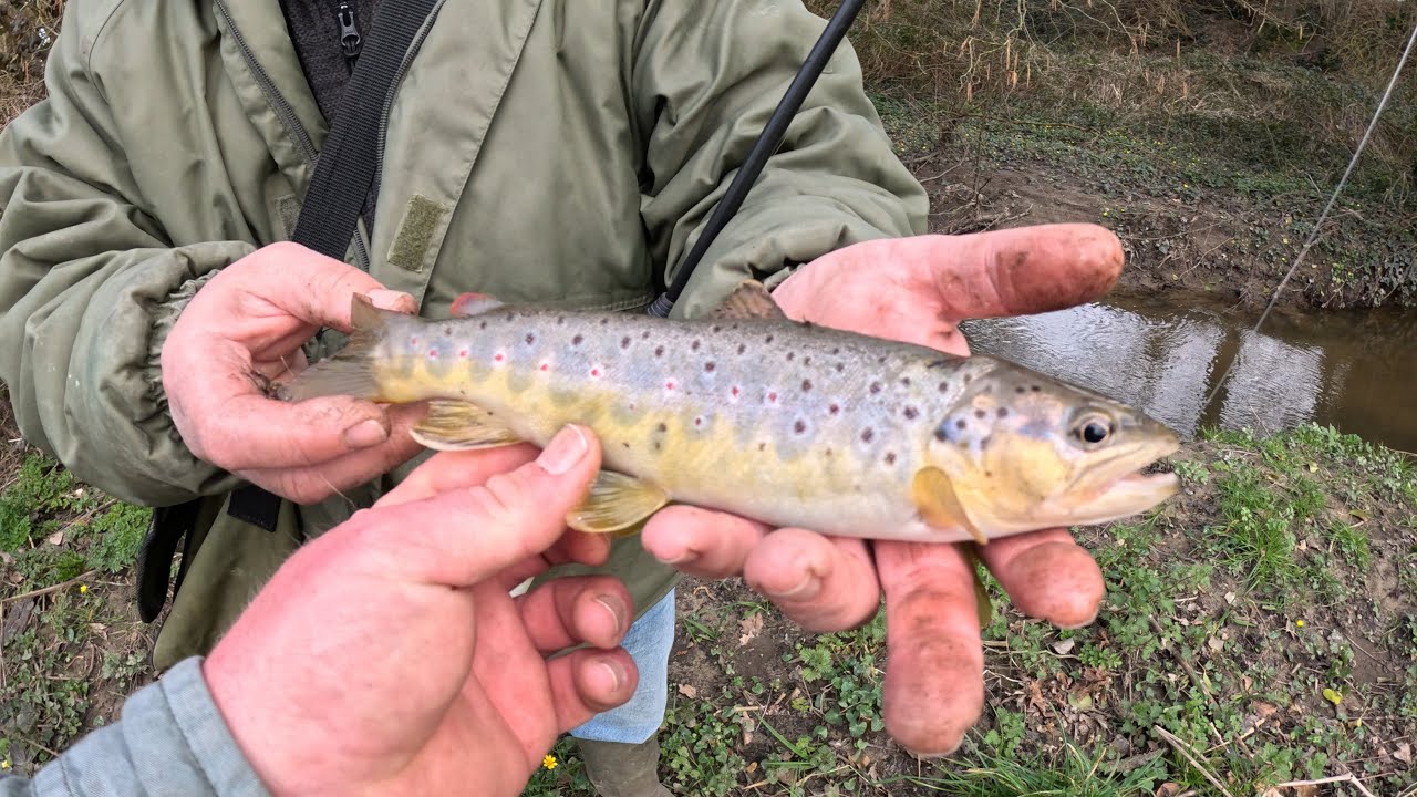La pêche de la truite au toc, en ruisseau