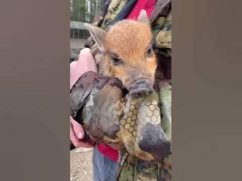 Дикий маленький поросенок в орловском полесье - YouTube