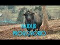 BIK HAJDUK PROGOVORIO KOBRA PODRZAO GRACI 2020 CIGOJA /the bull is talking/